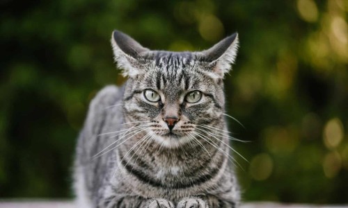 猴耳环消炎颗粒的临床新用途-权威猴耳环消炎颗粒是消炎还是抗病毒平台,分享专业猴耳环消炎颗粒多少钱一盒十袋一袋6克知识_猴耳环消炎颗粒宝立佳图片网
